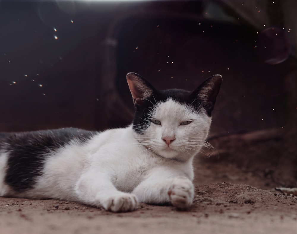 a black and white cat laying on the ground