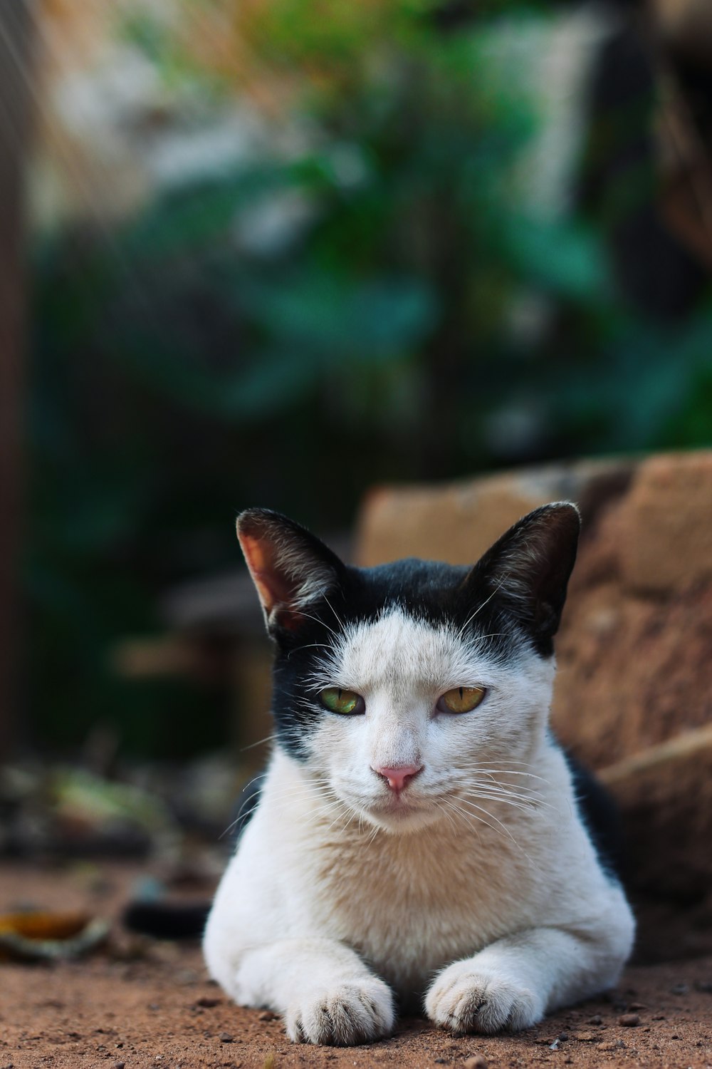 un gatto bianco e nero seduto a terra