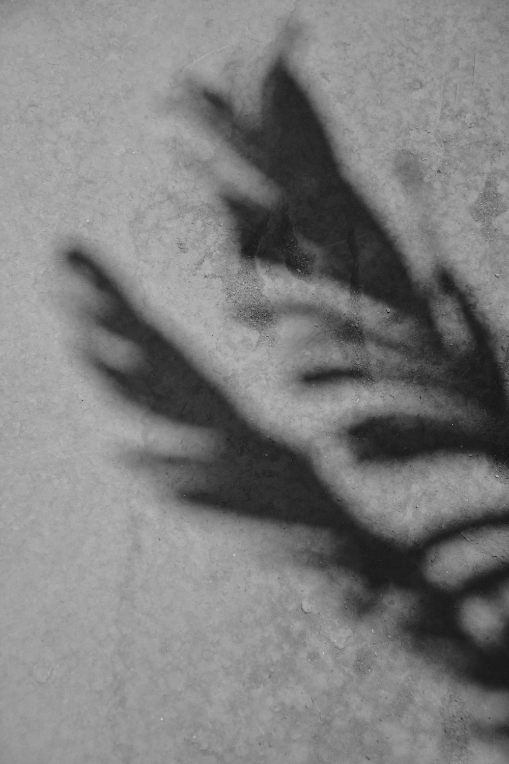 a black and white photo of a shadow of a plant
