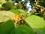 A vibrant clove tree branch with green leaves and unopened flower buds in sunlight.