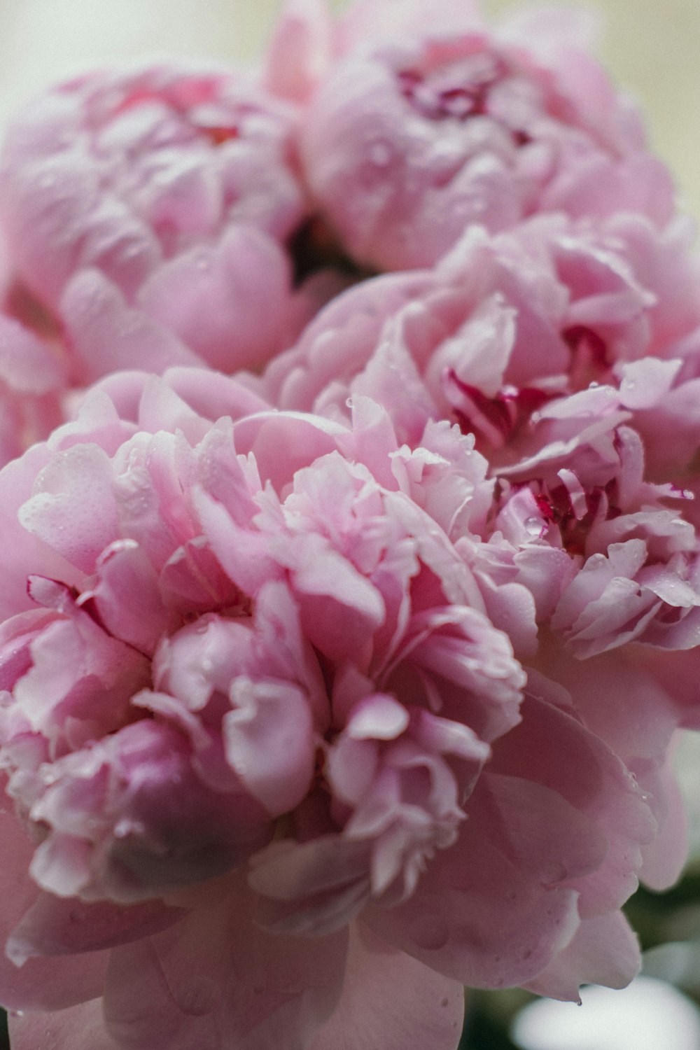 a close up of a pink flower with drops of water on it