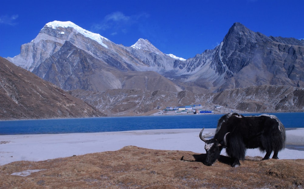 a yak standing on top of a dry grass field