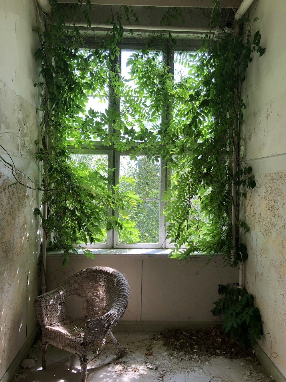 a chair sitting in front of a window covered in vines