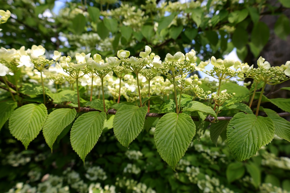 a bunch of green leaves on a tree