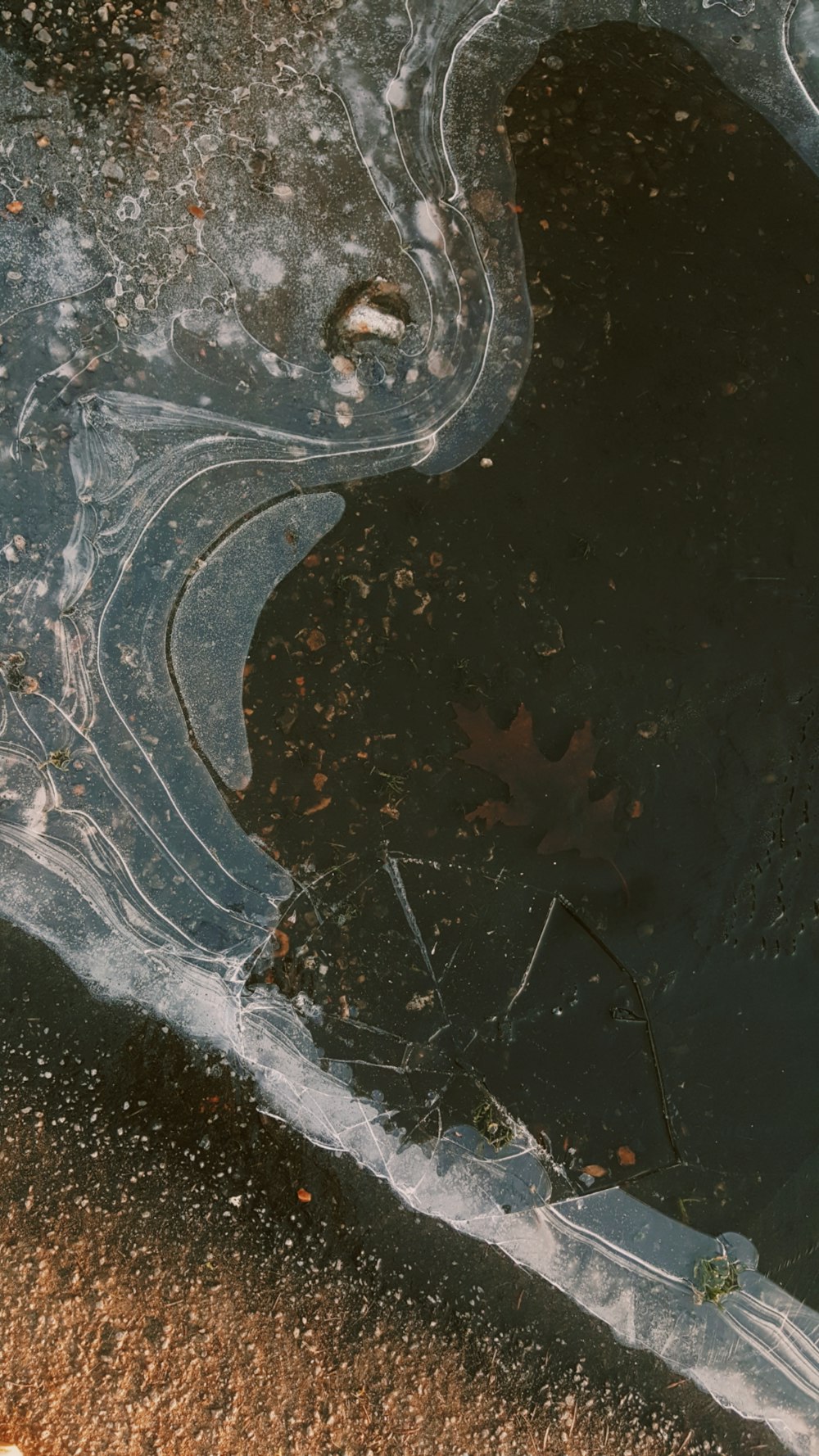 a reflection of a leaf in a puddle of water