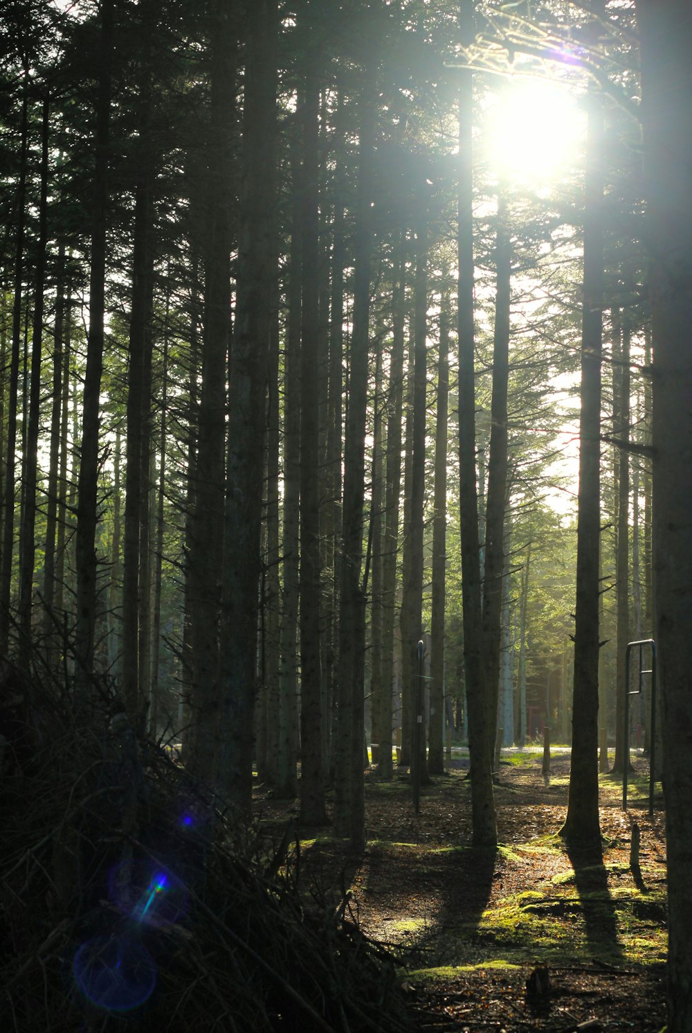 o sol está brilhando através das árvores na floresta