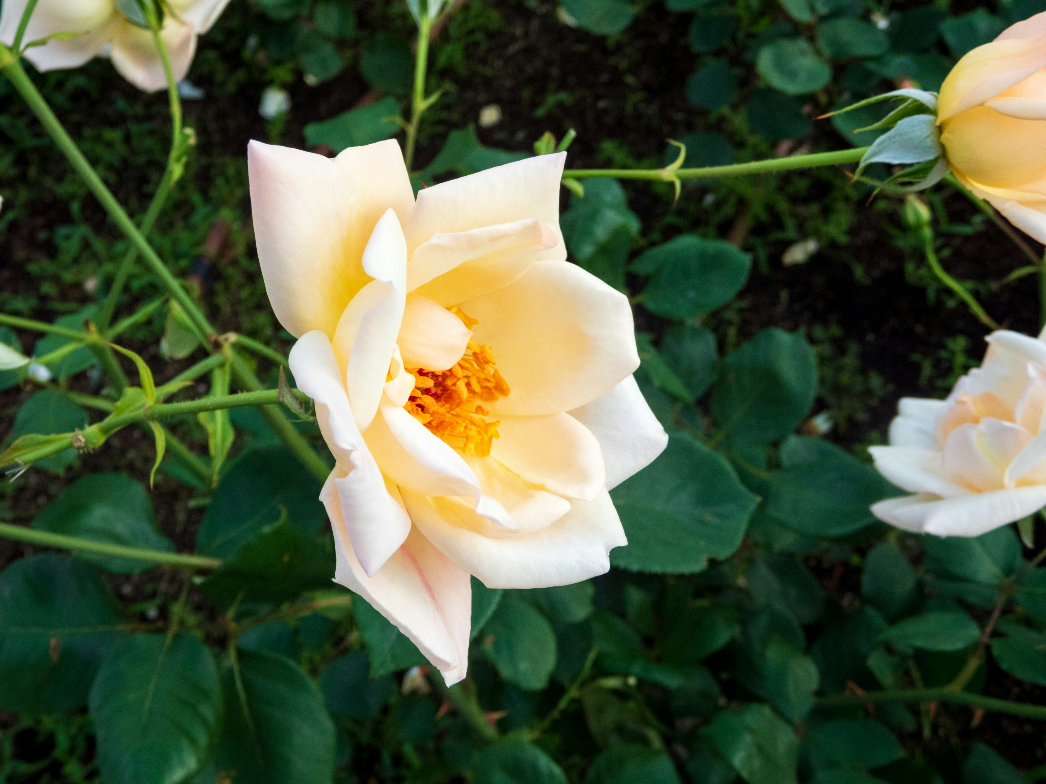 Photo by heppoko_yama