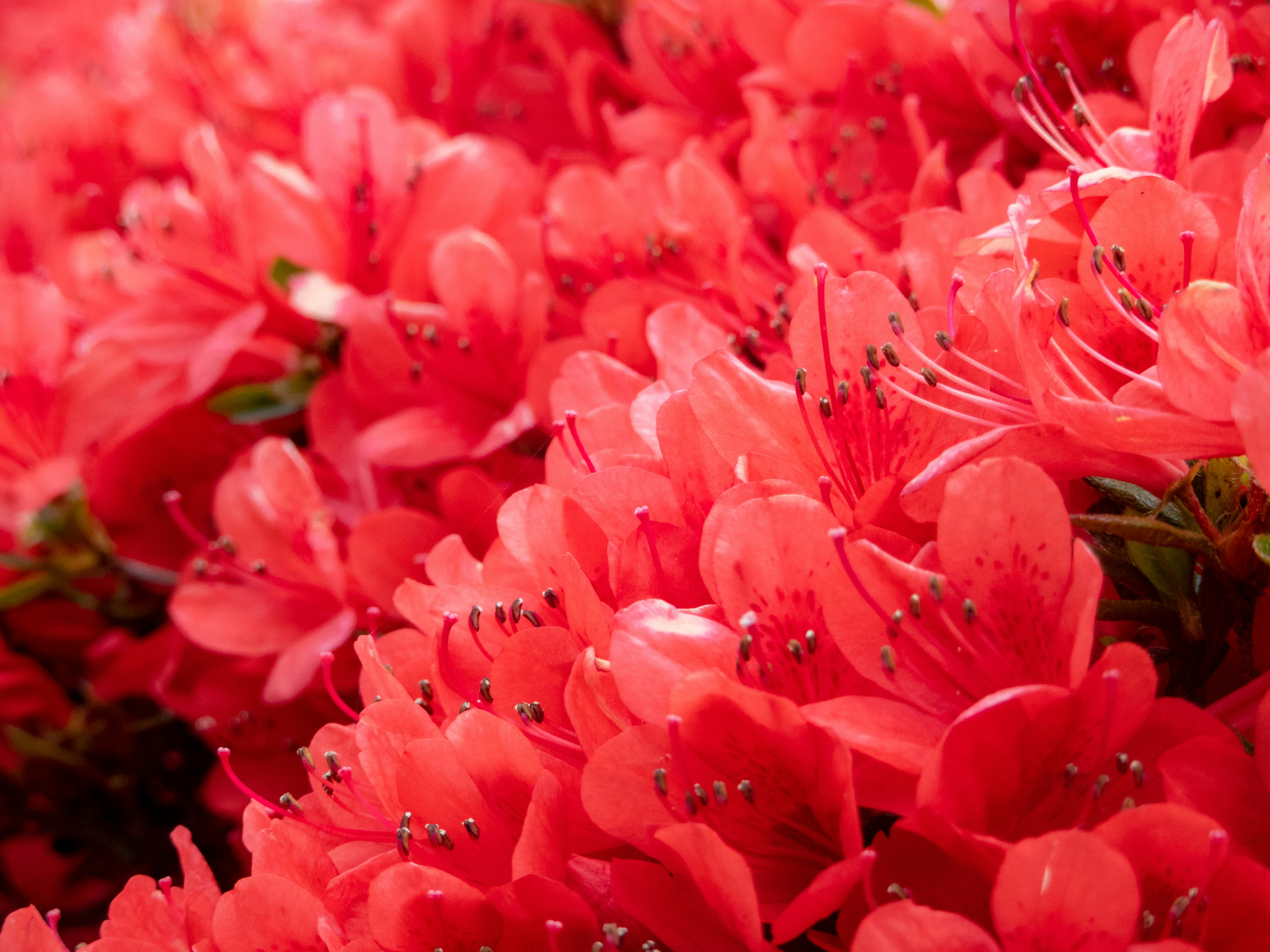 A close up of a bunch of red flowers photo Free Japan Image on Unsplash