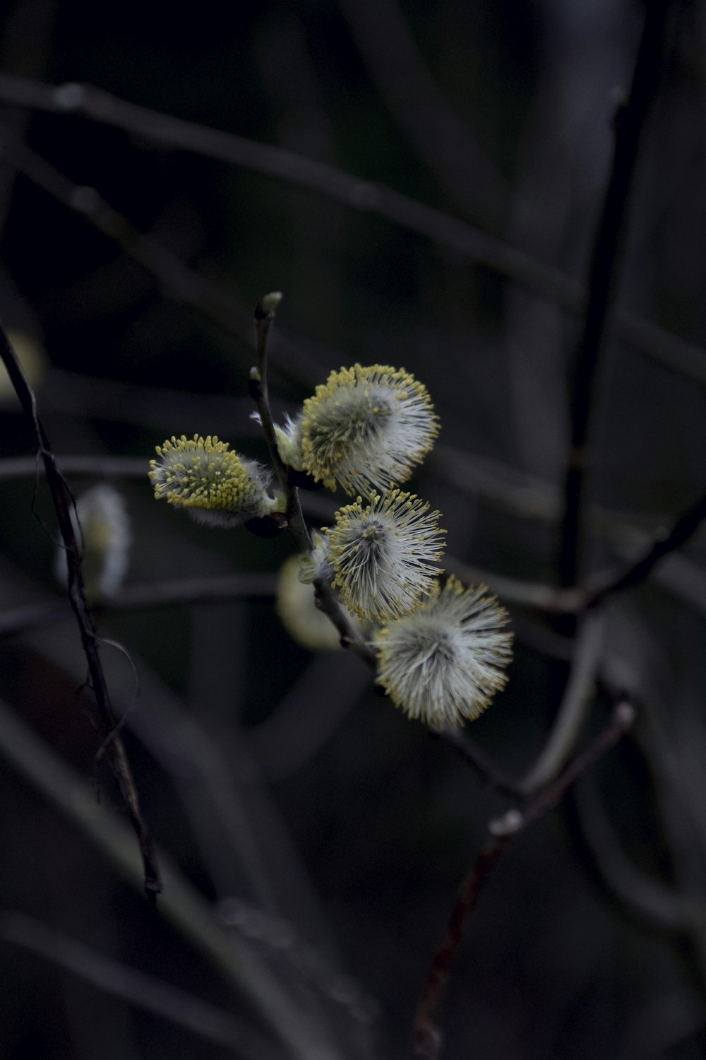 a couple of flowers that are on a tree