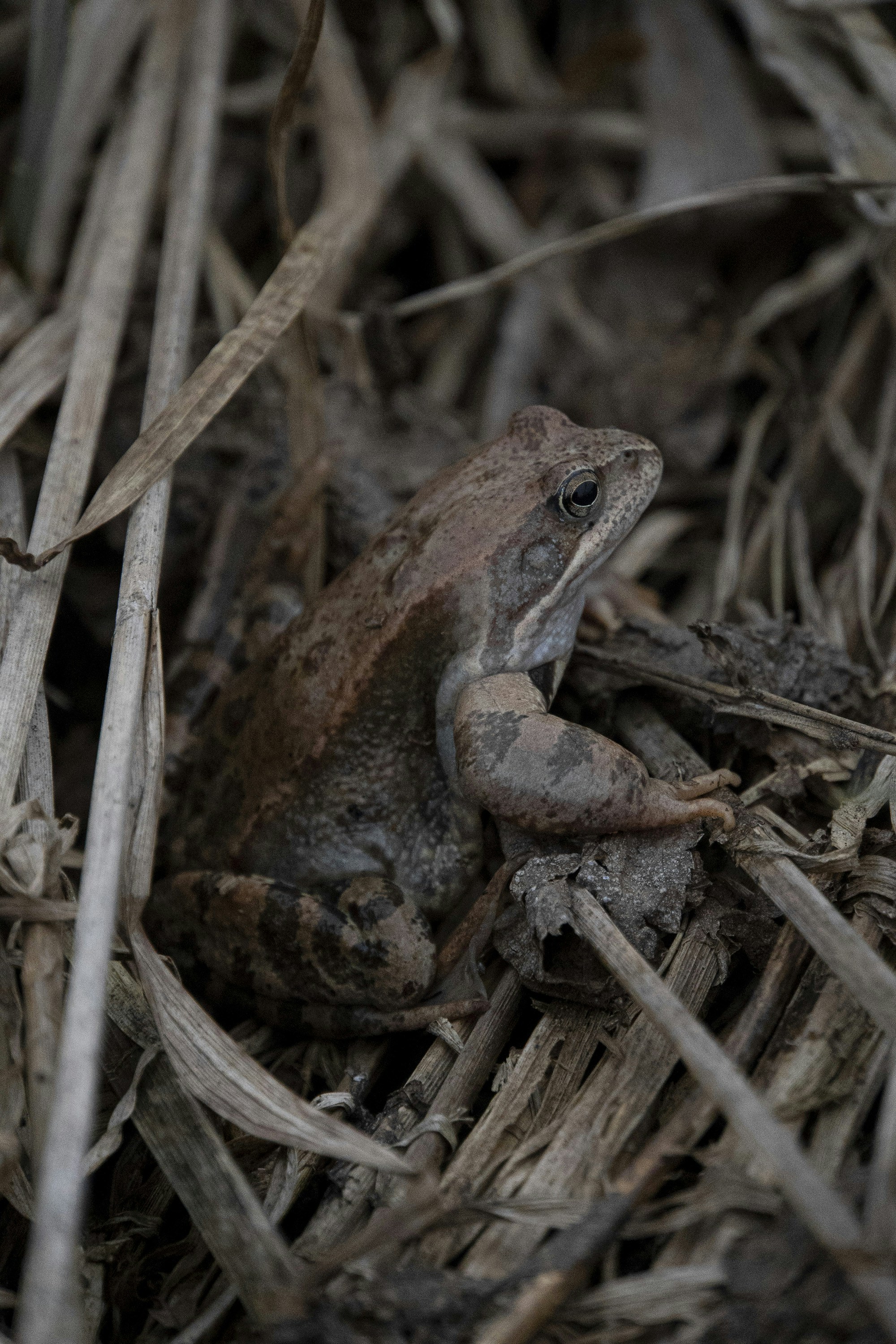 a frog is sitting on the ground in the grass