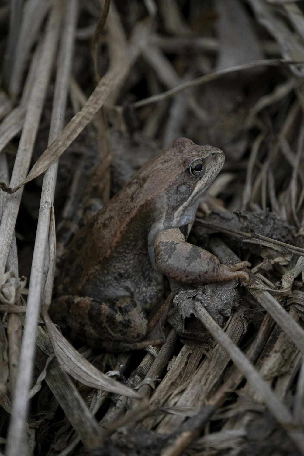 a frog is sitting on the ground in the grass