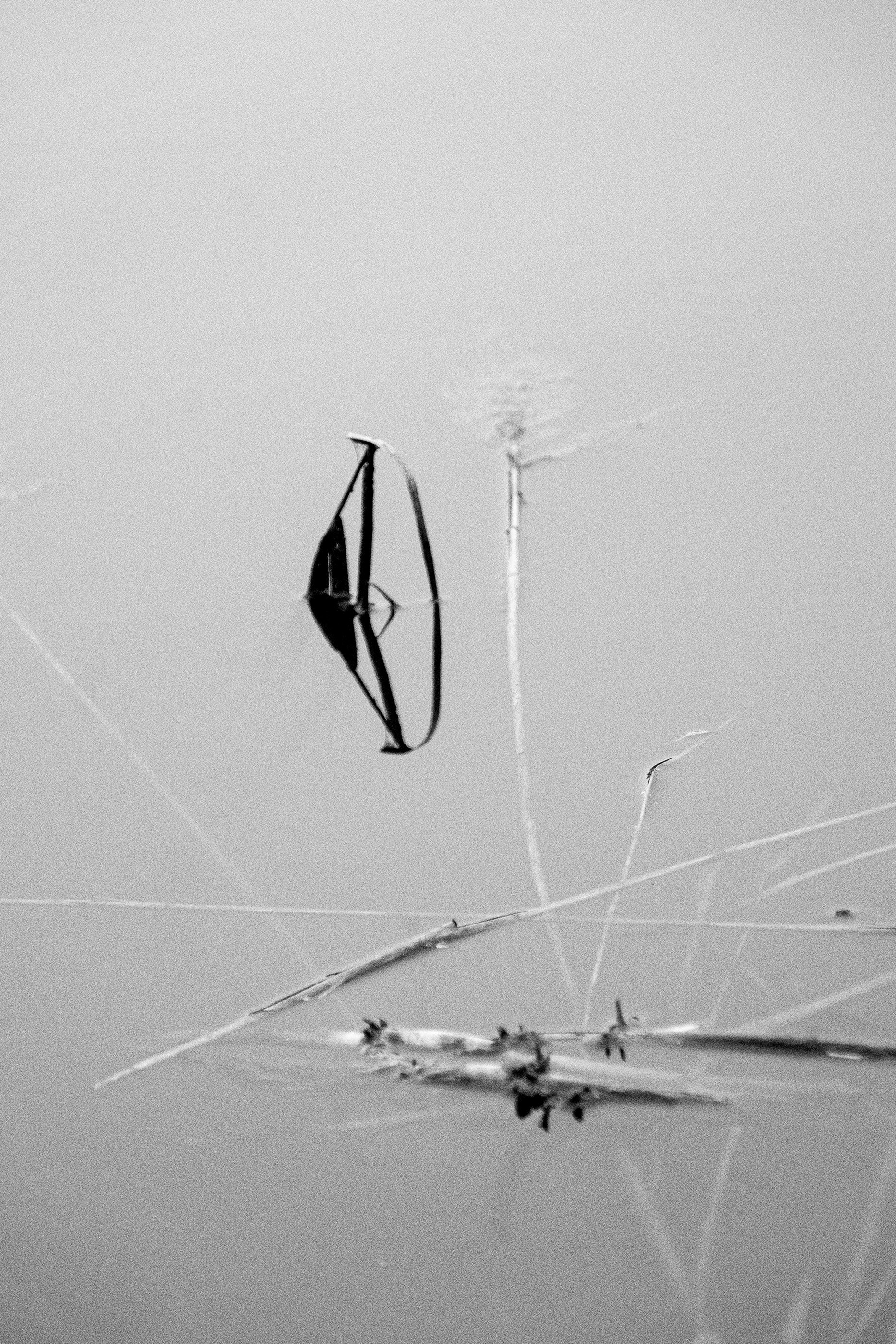 a black and white photo of a kite in the water