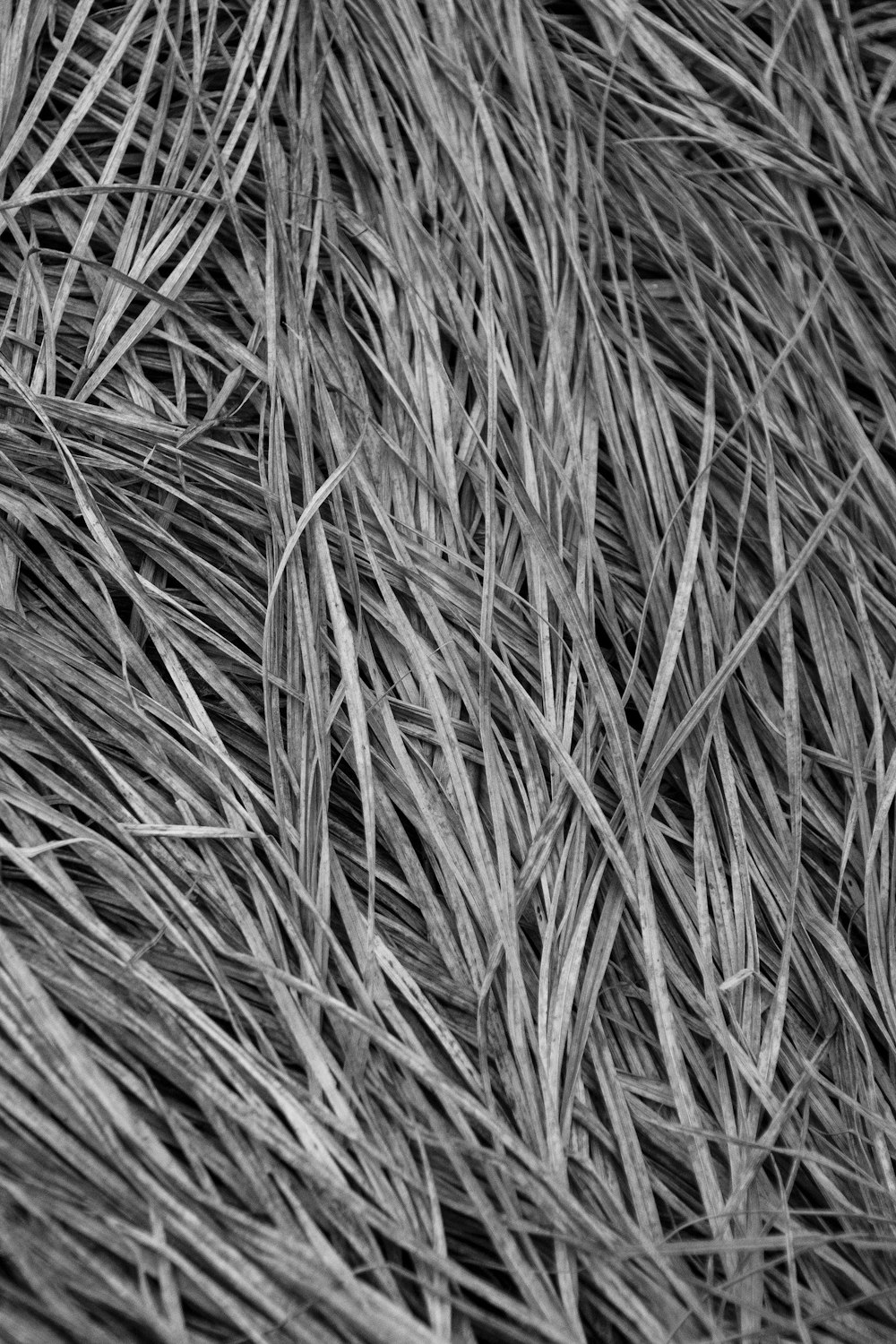 a black and white photo of some grass
