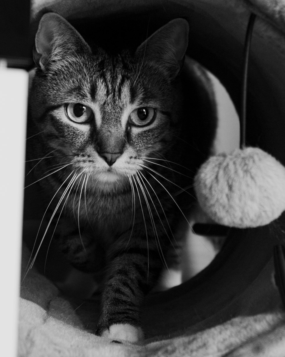 une photo en noir et blanc d’un chat