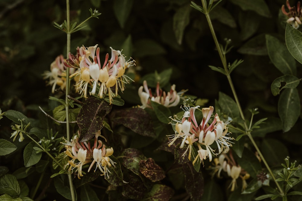 Un primer plano de un ramo de flores en una planta