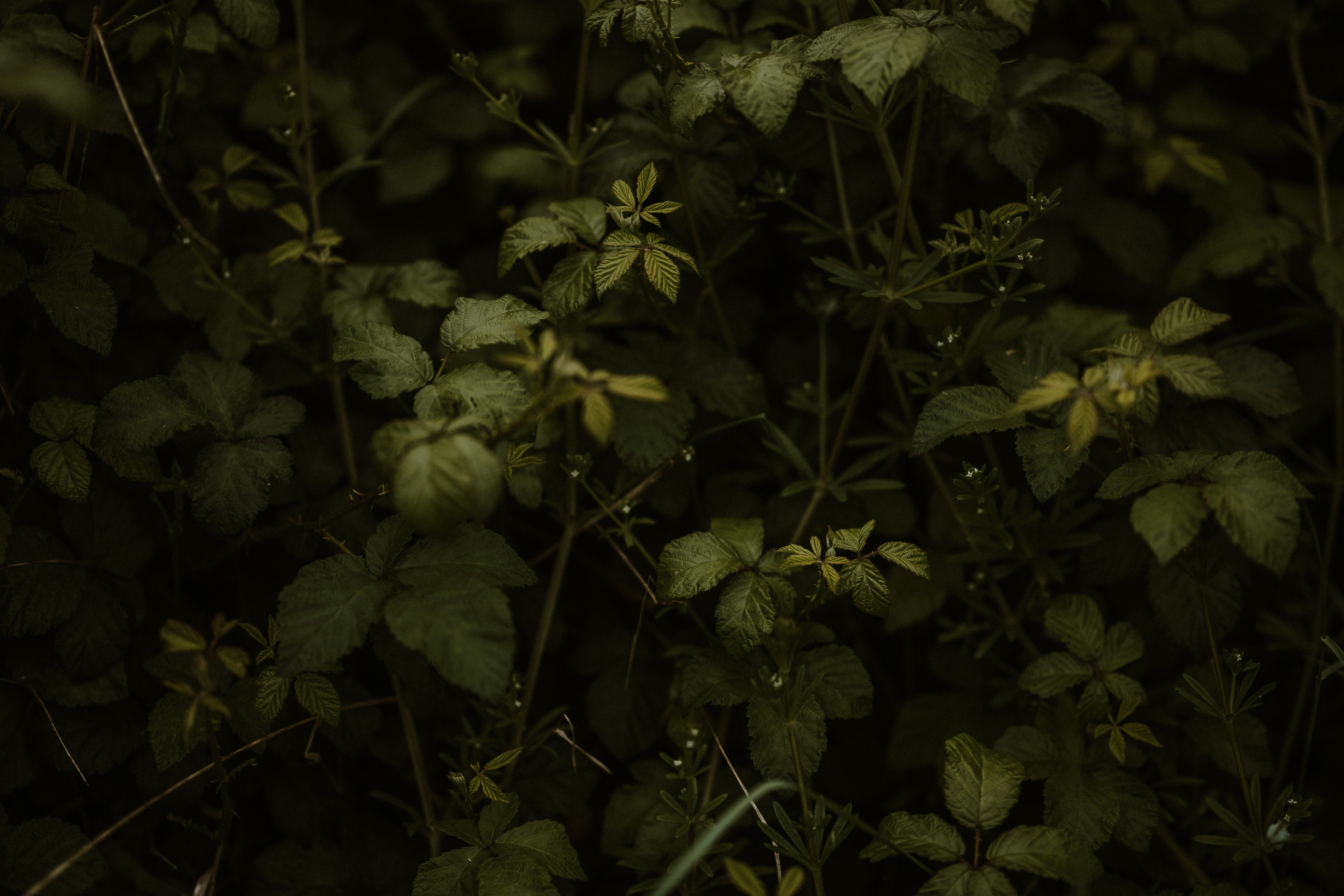 Photo by anniespratt