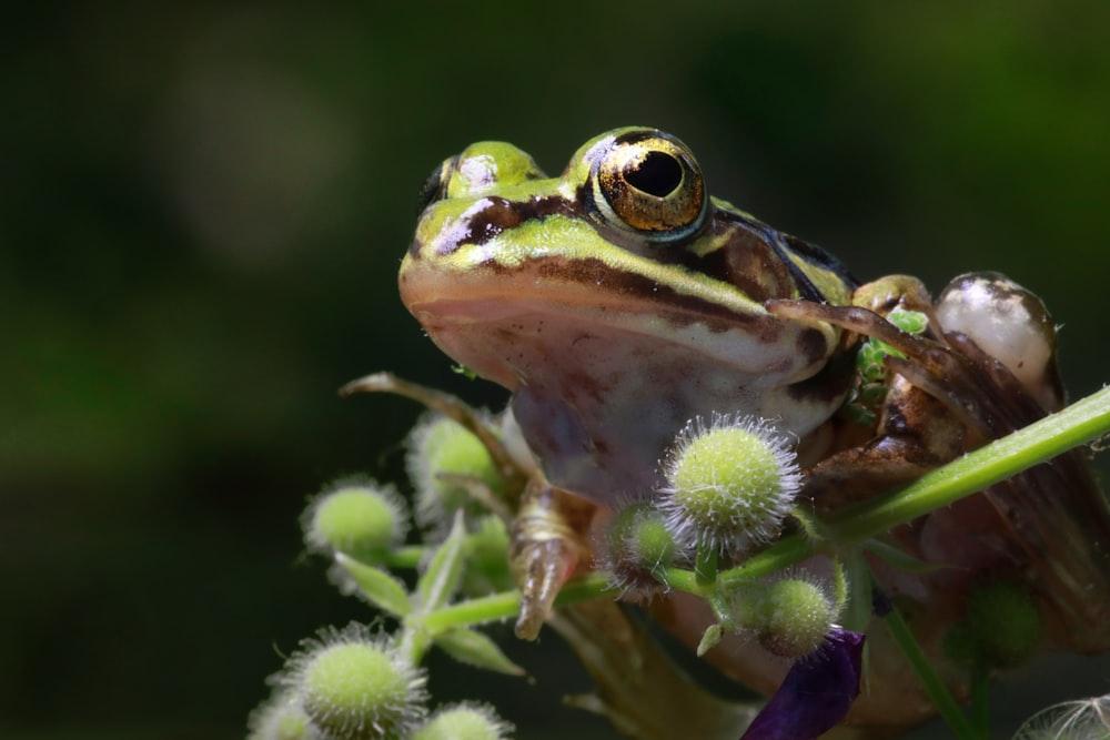 a frog sitting on top of a green plant