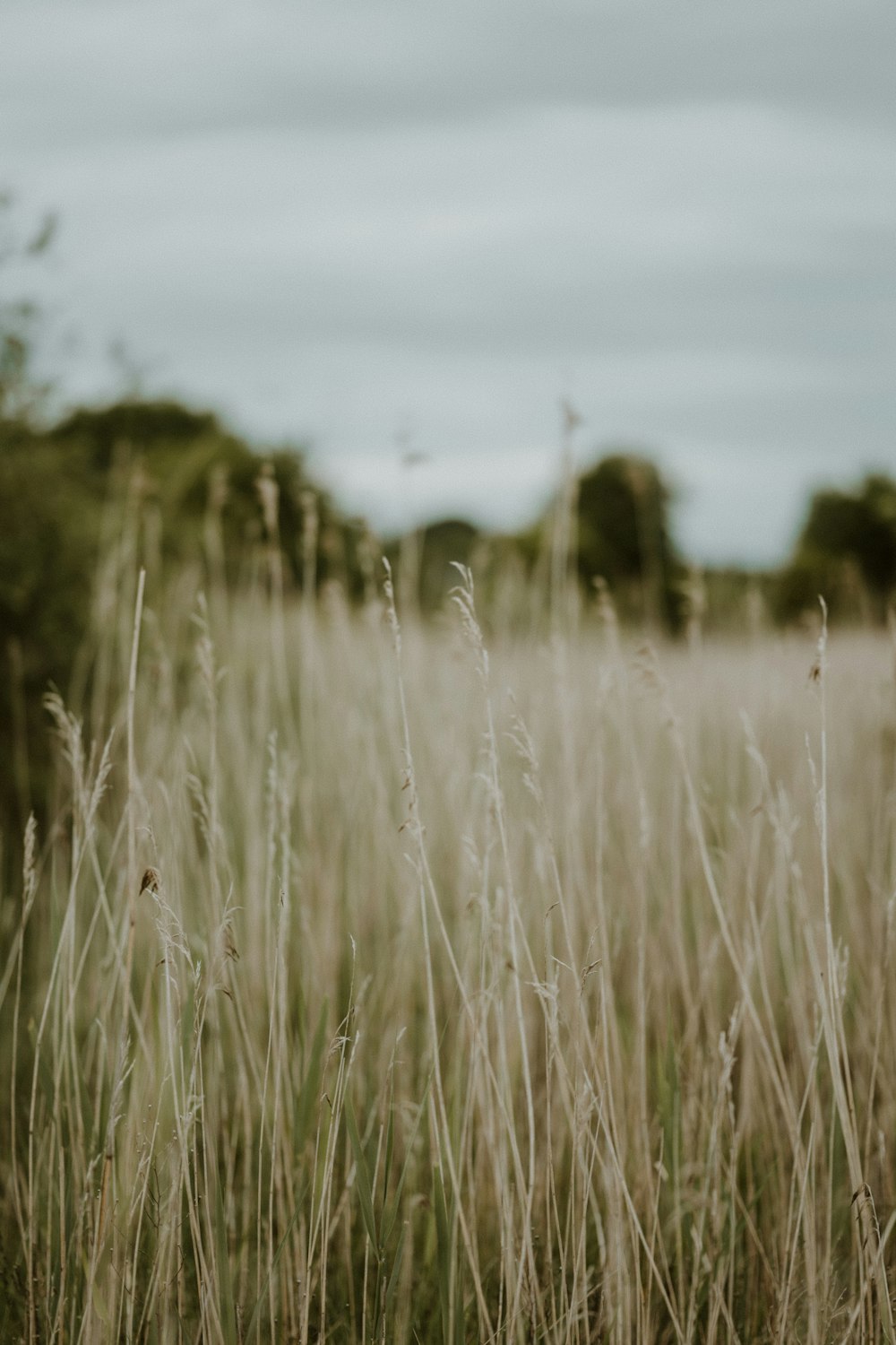 a field of tall grass with trees in the background