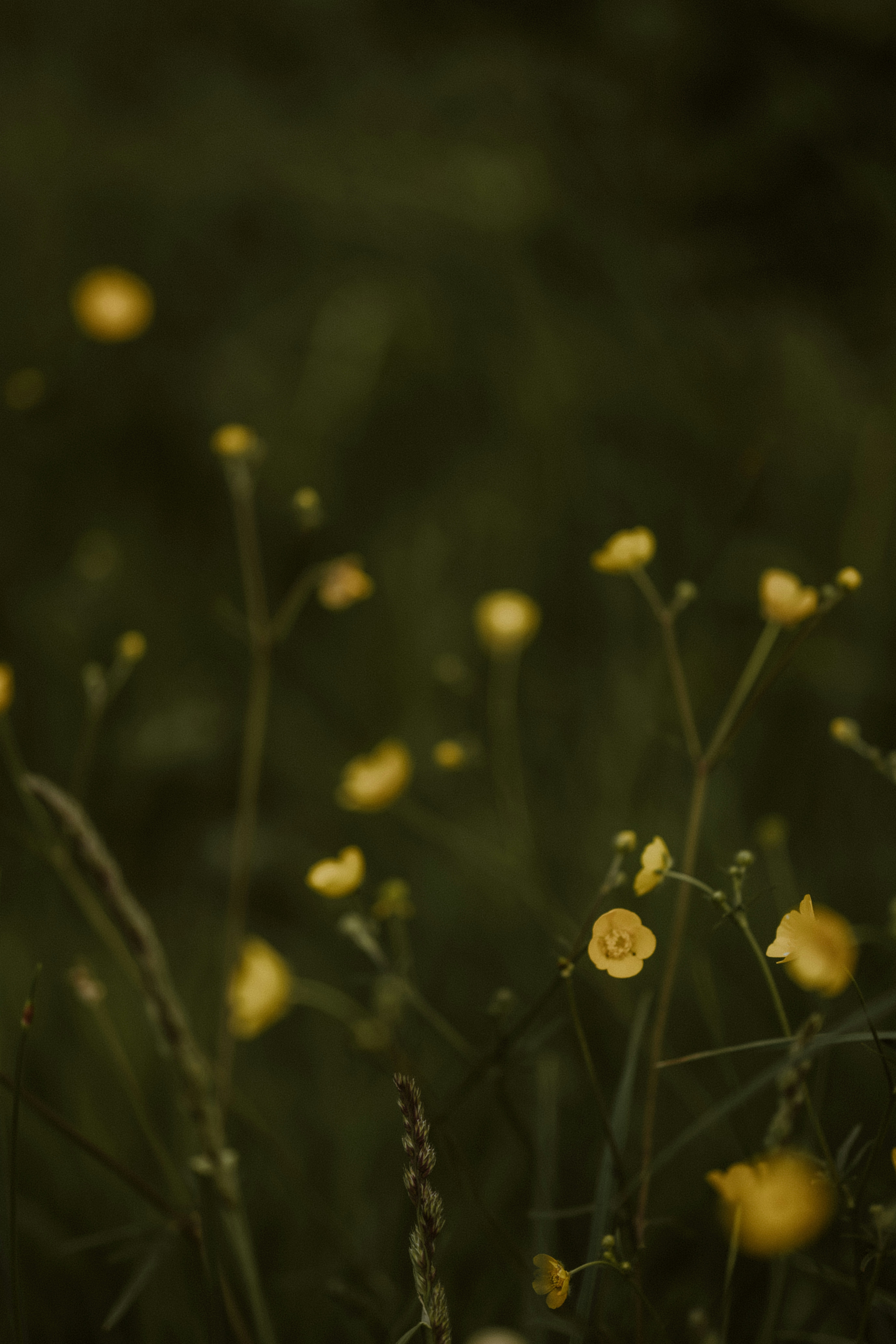 Photo by anniespratt