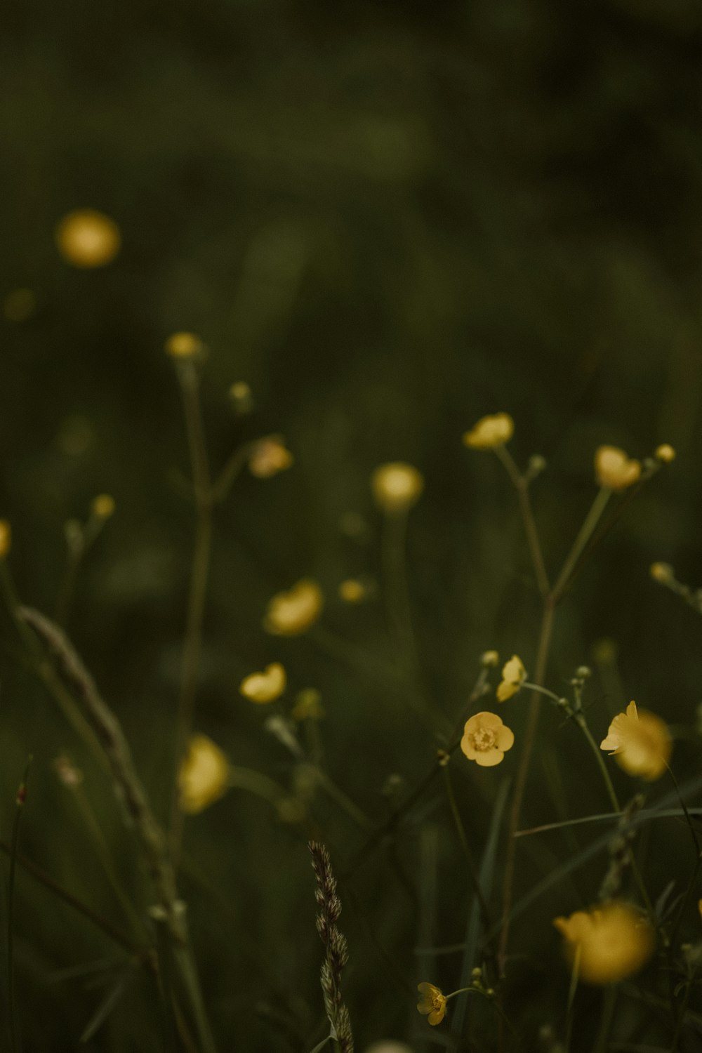 a bunch of yellow flowers that are in the grass