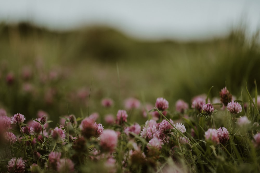 a field full of pink flowers on a cloudy day