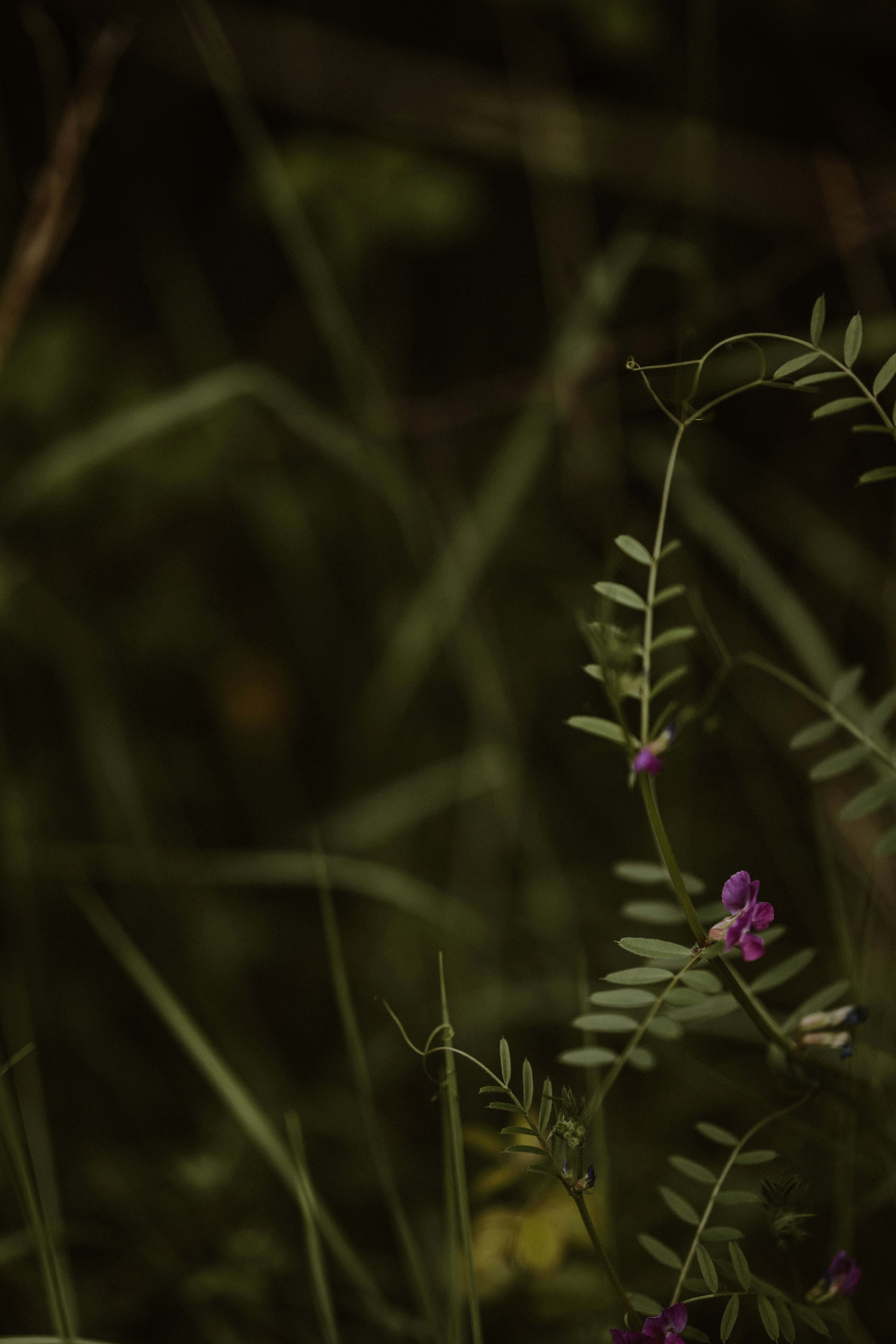 a close up of a plant with purple flowers