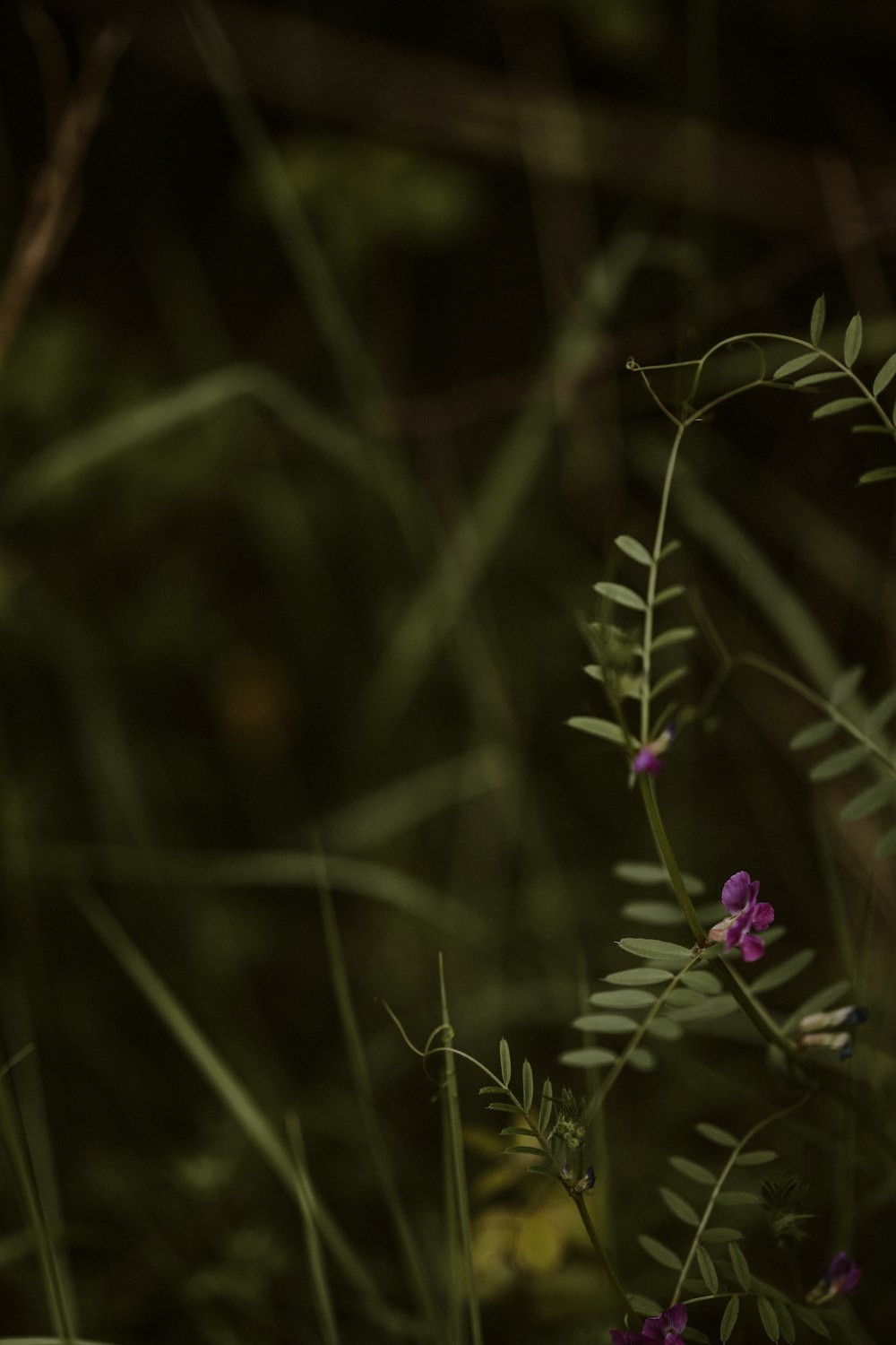 a close up of a plant with purple flowers