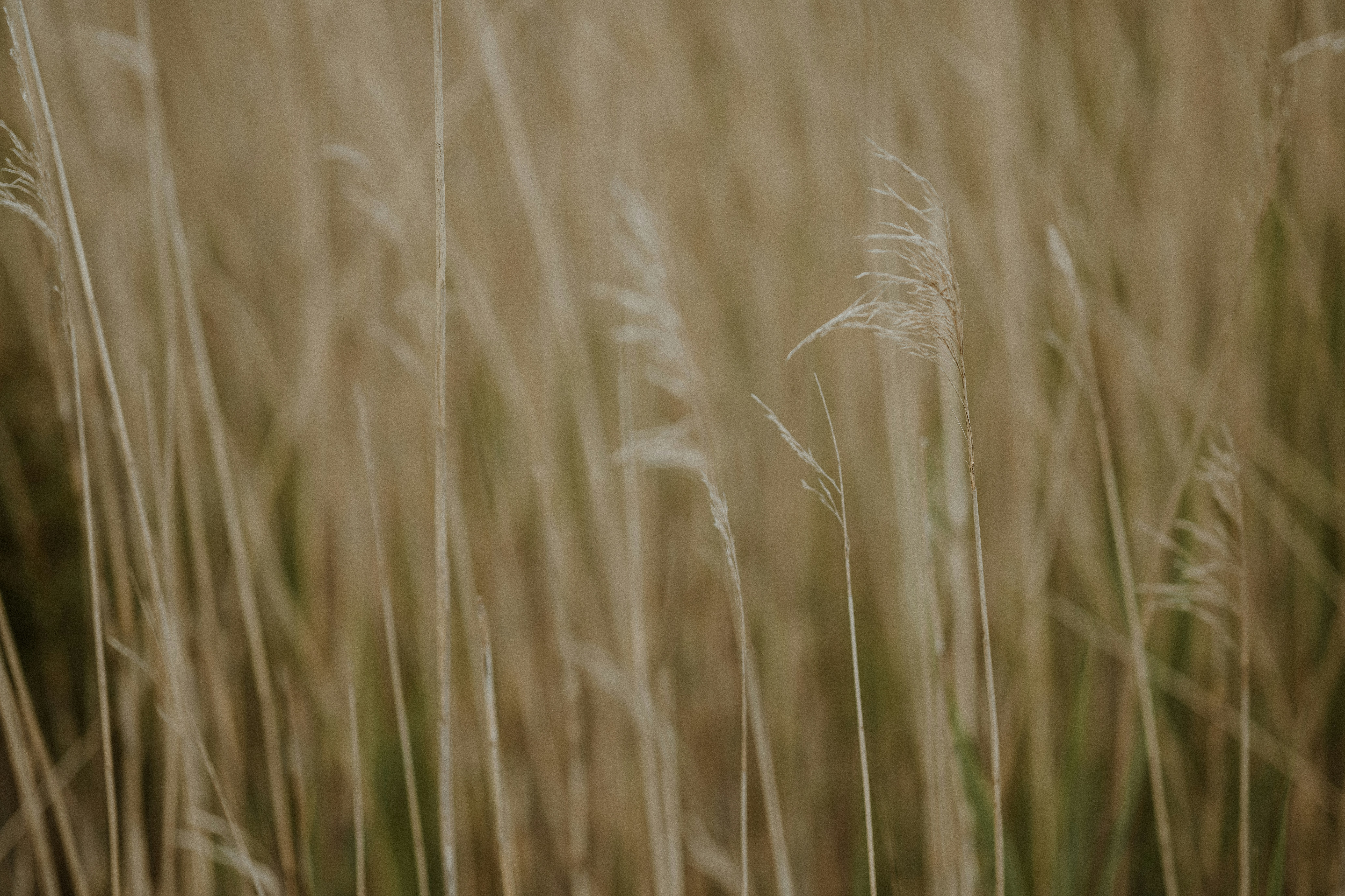 Photo by anniespratt