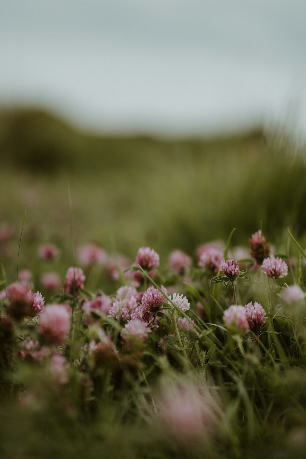 a bunch of flowers that are in the grass