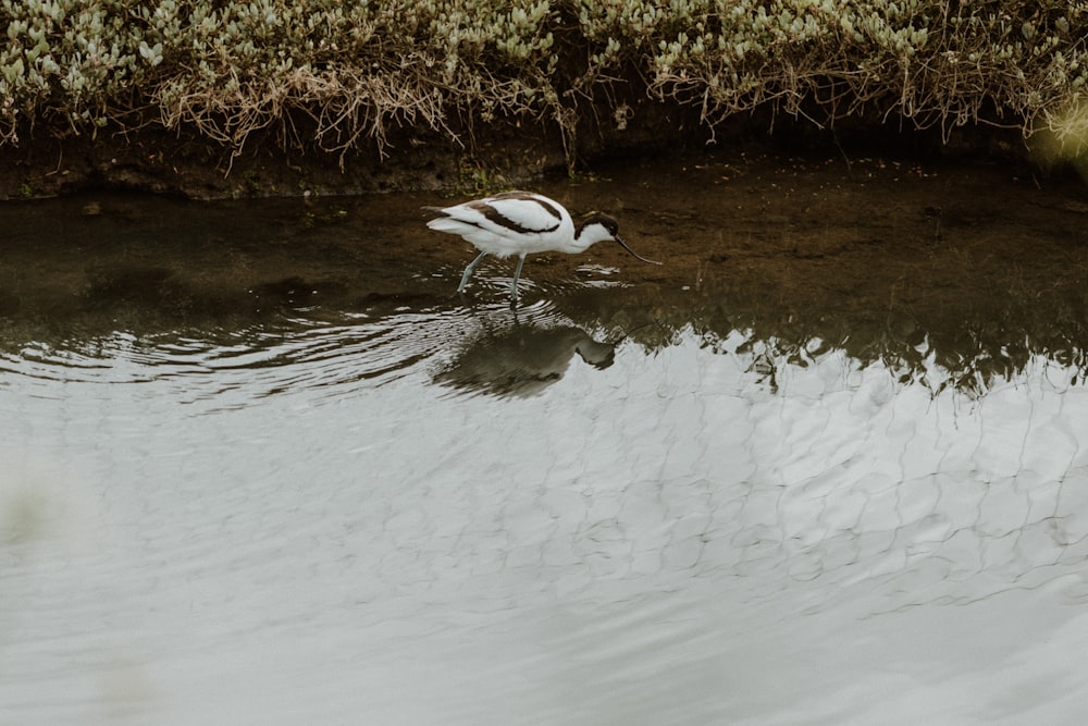 a duck is swimming in a body of water