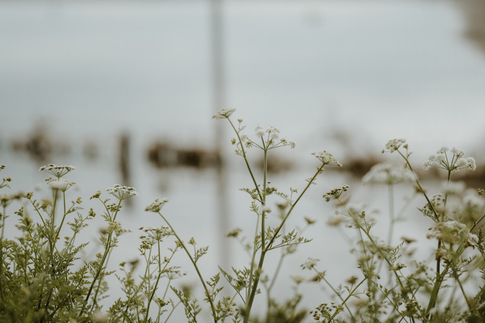 a close up of a plant with a body of water in the background