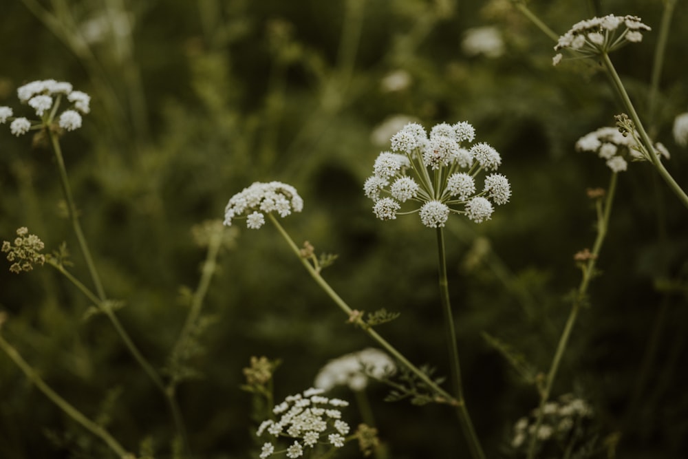 un mazzo di fiori bianchi in un campo