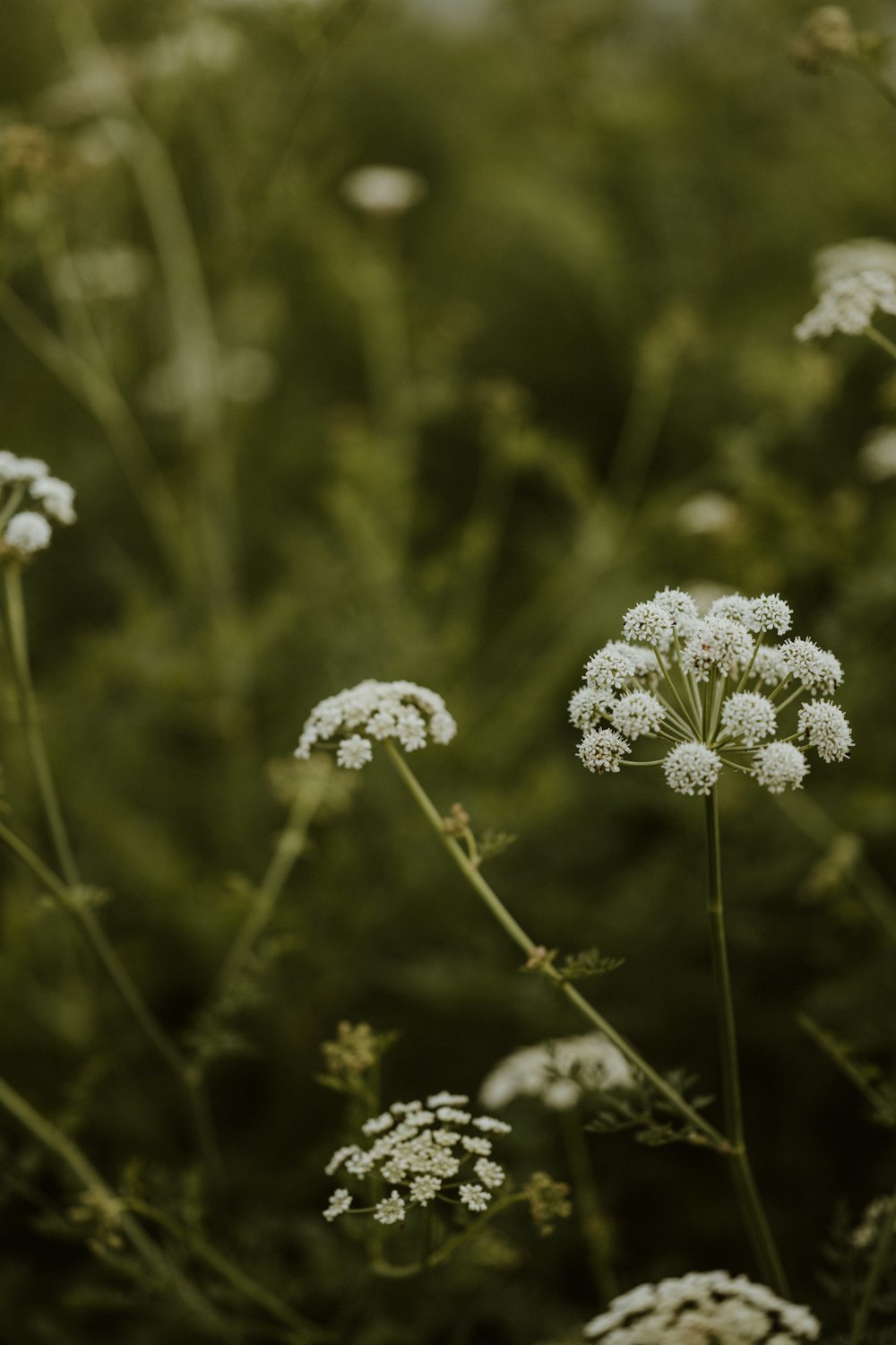 a bunch of white flowers in a field