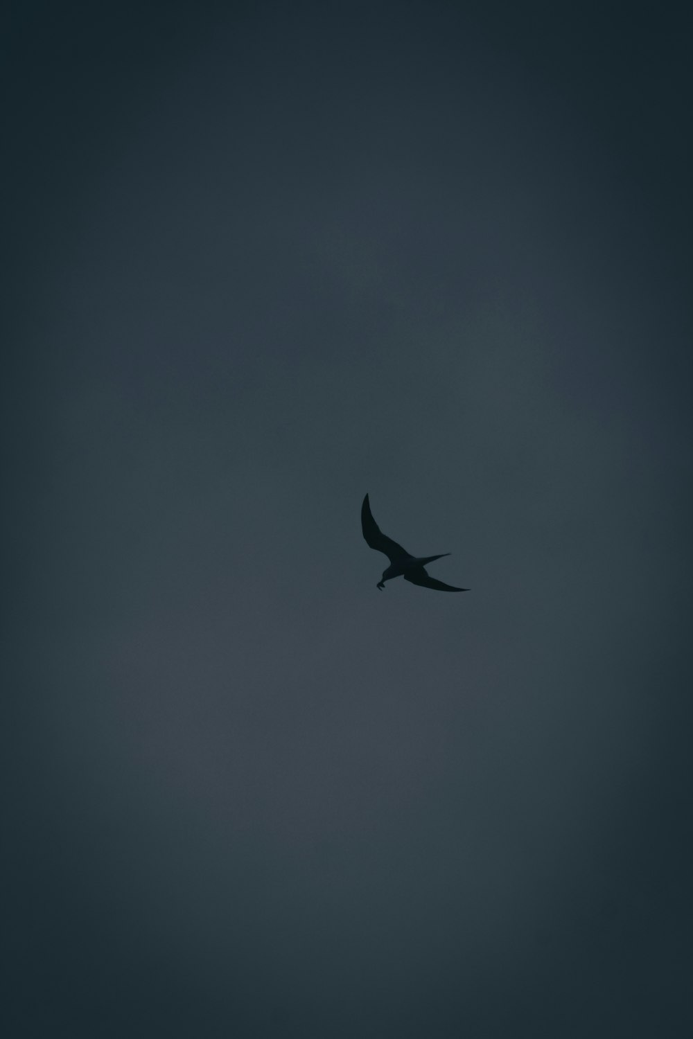 a large bird flying through a foggy sky