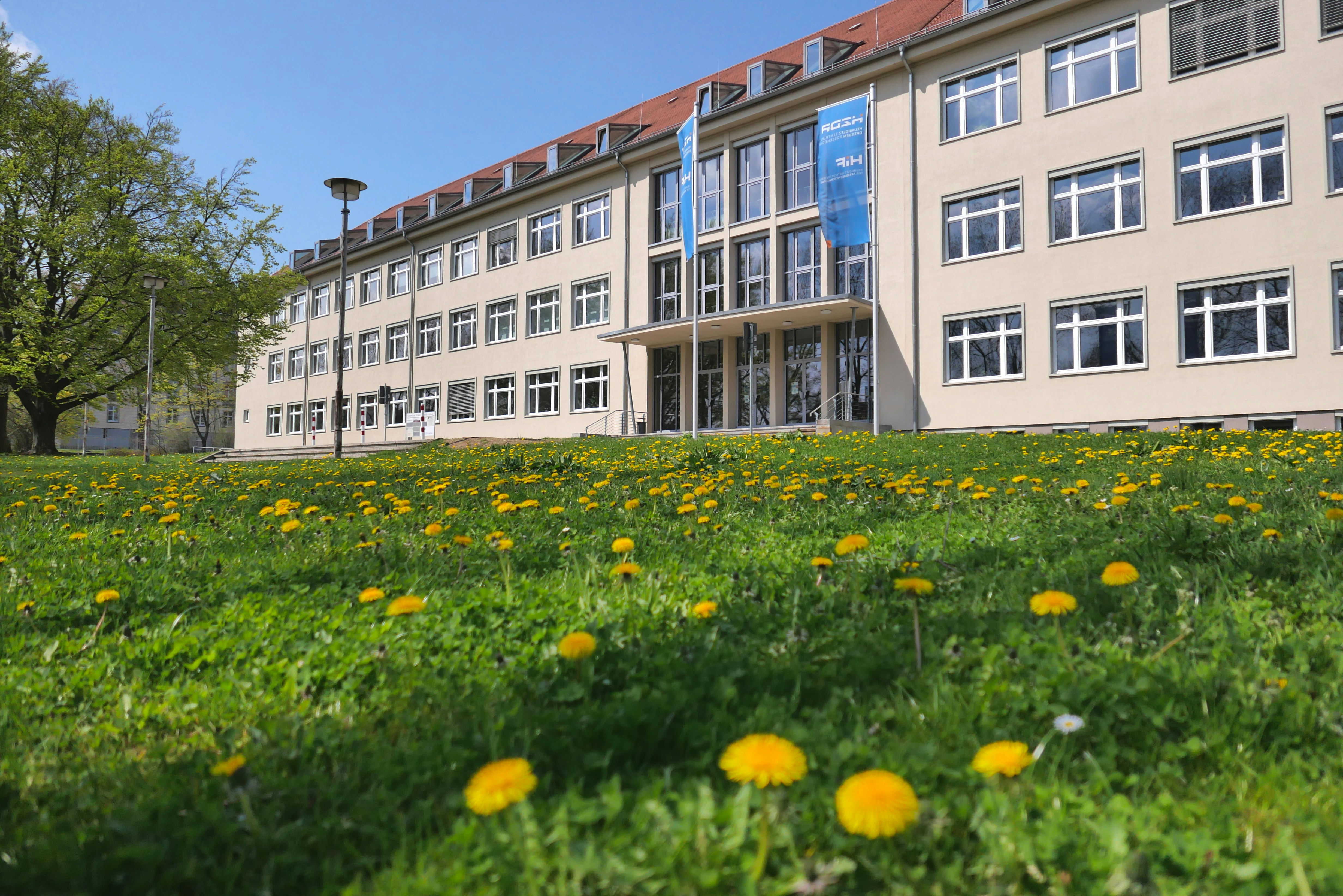 Un campo de dientes de león amarillos frente a un edificio