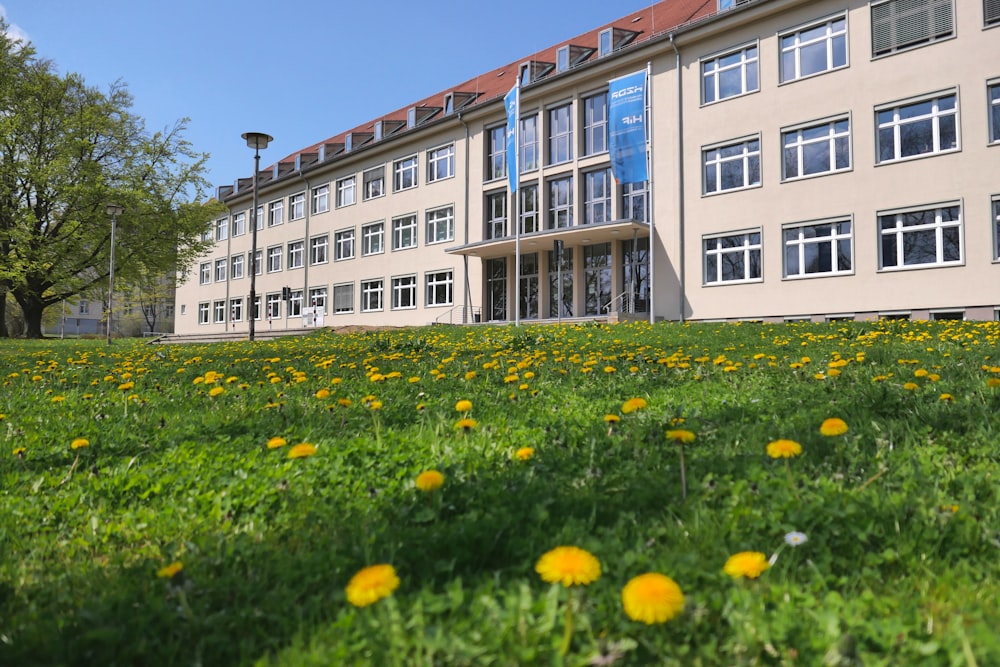 a field of yellow dandelions in front of a building