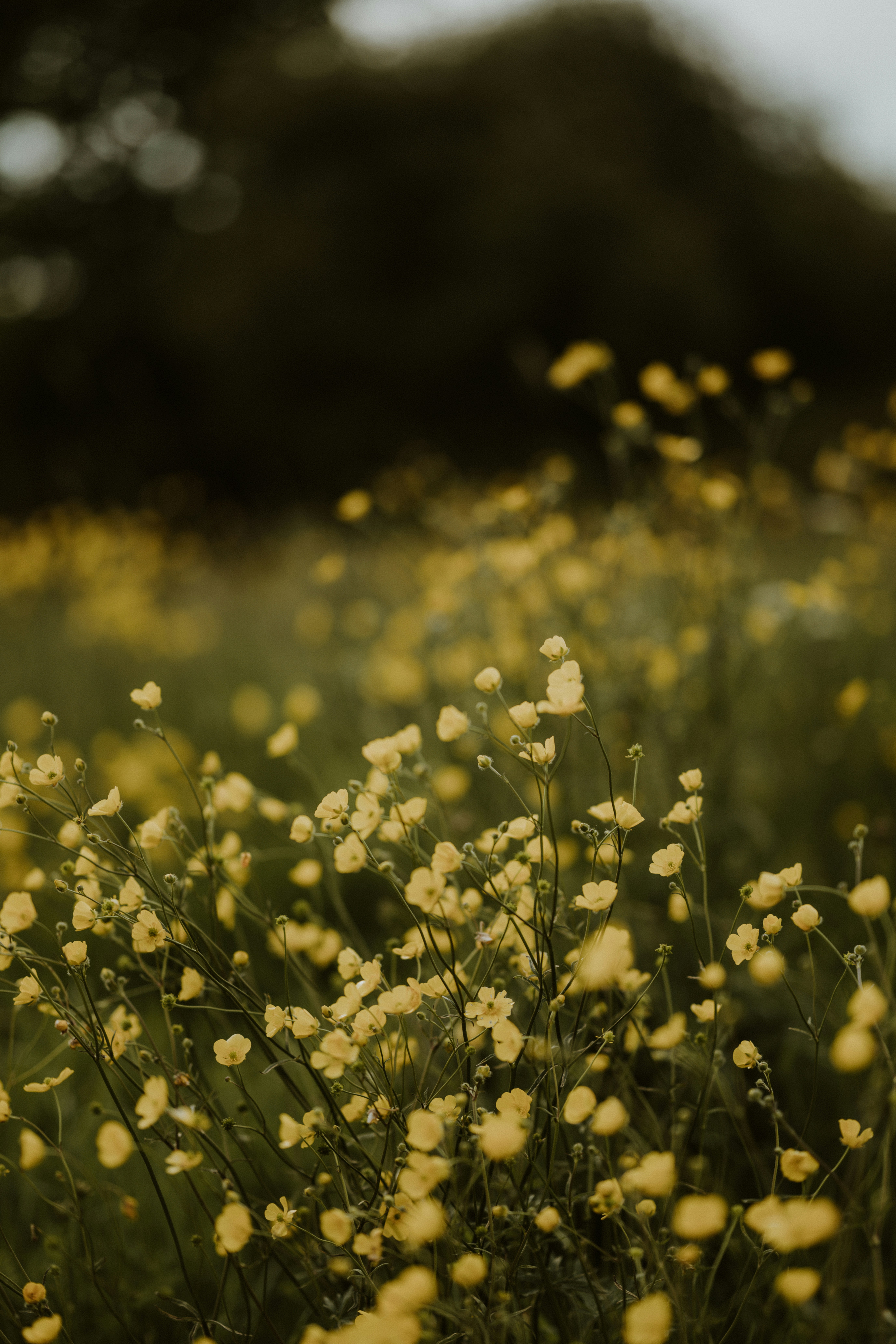 Photo by anniespratt