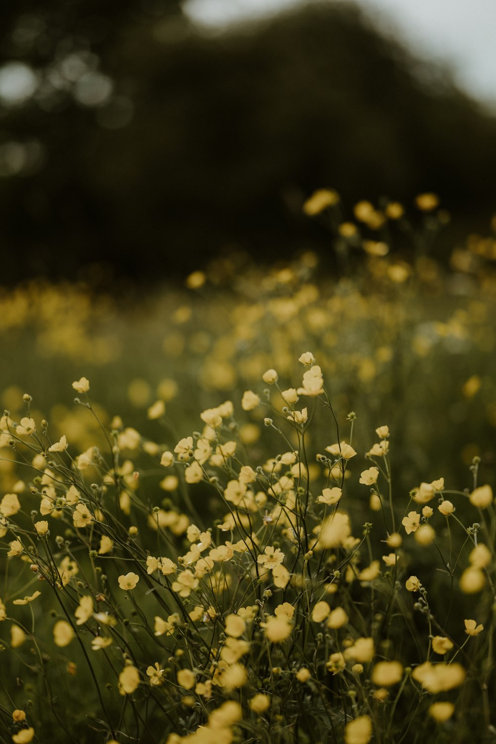 a field full of yellow flowers with trees in the background