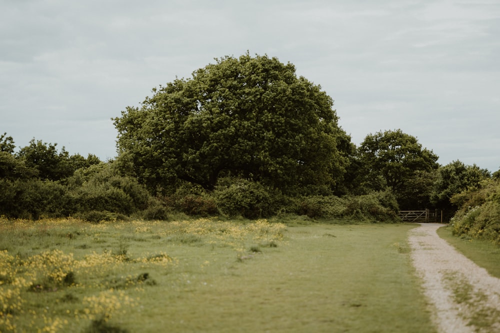 a dirt road in the middle of a grassy field