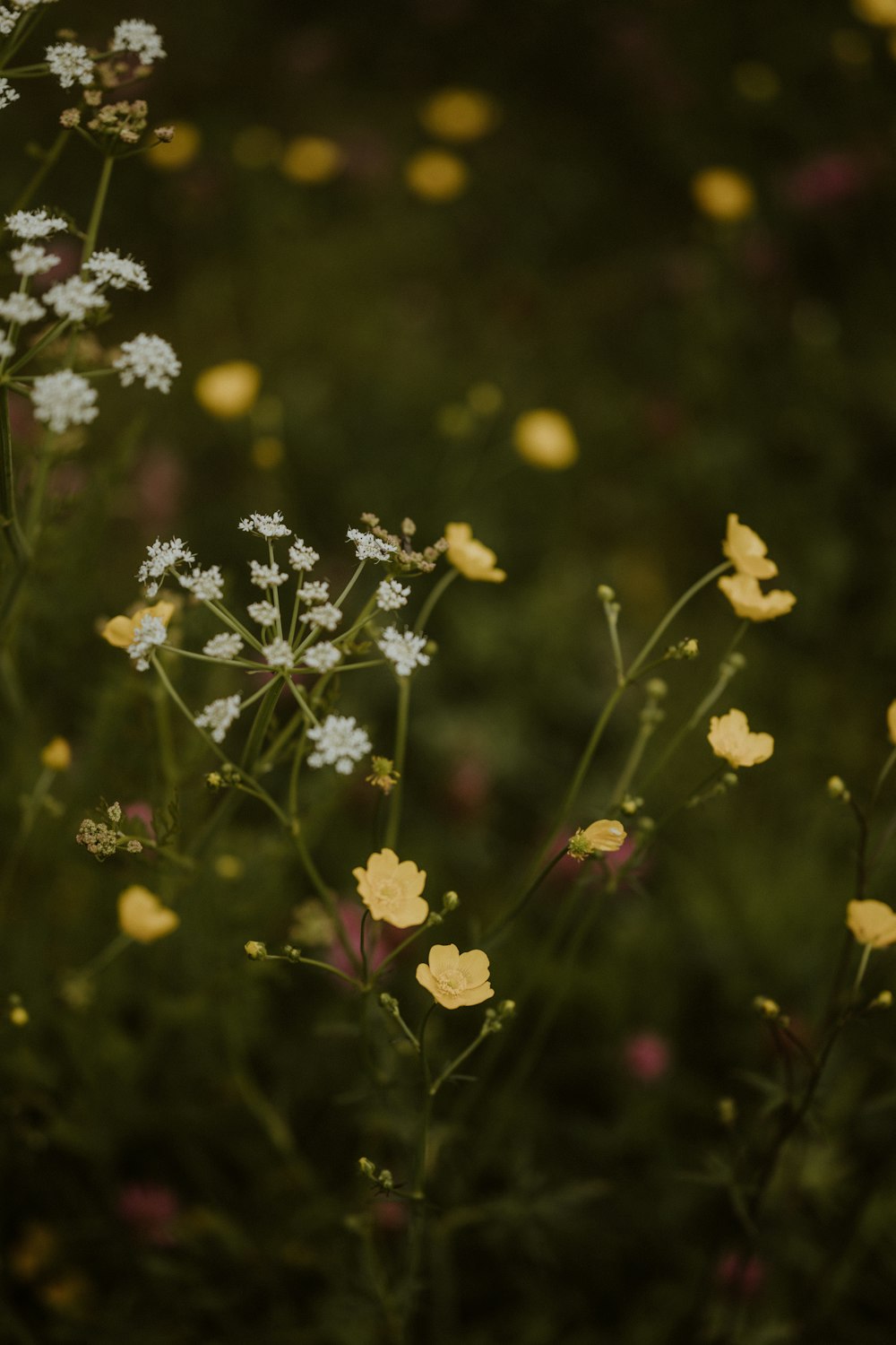 a field full of yellow and white flowers