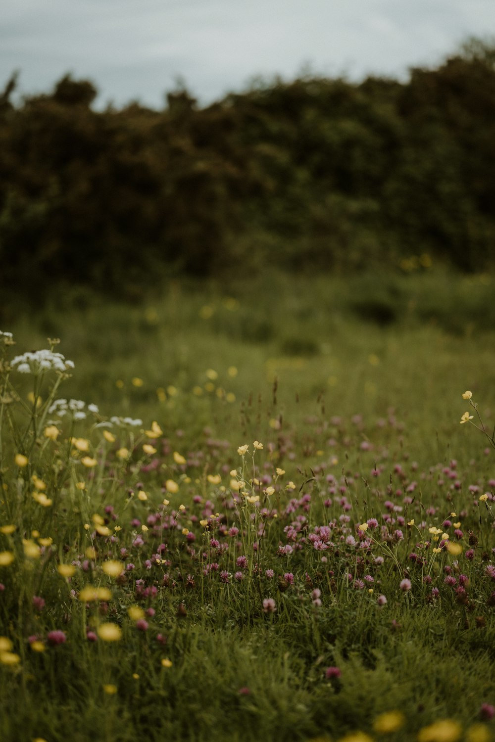 a field of wildflowers and other wild flowers