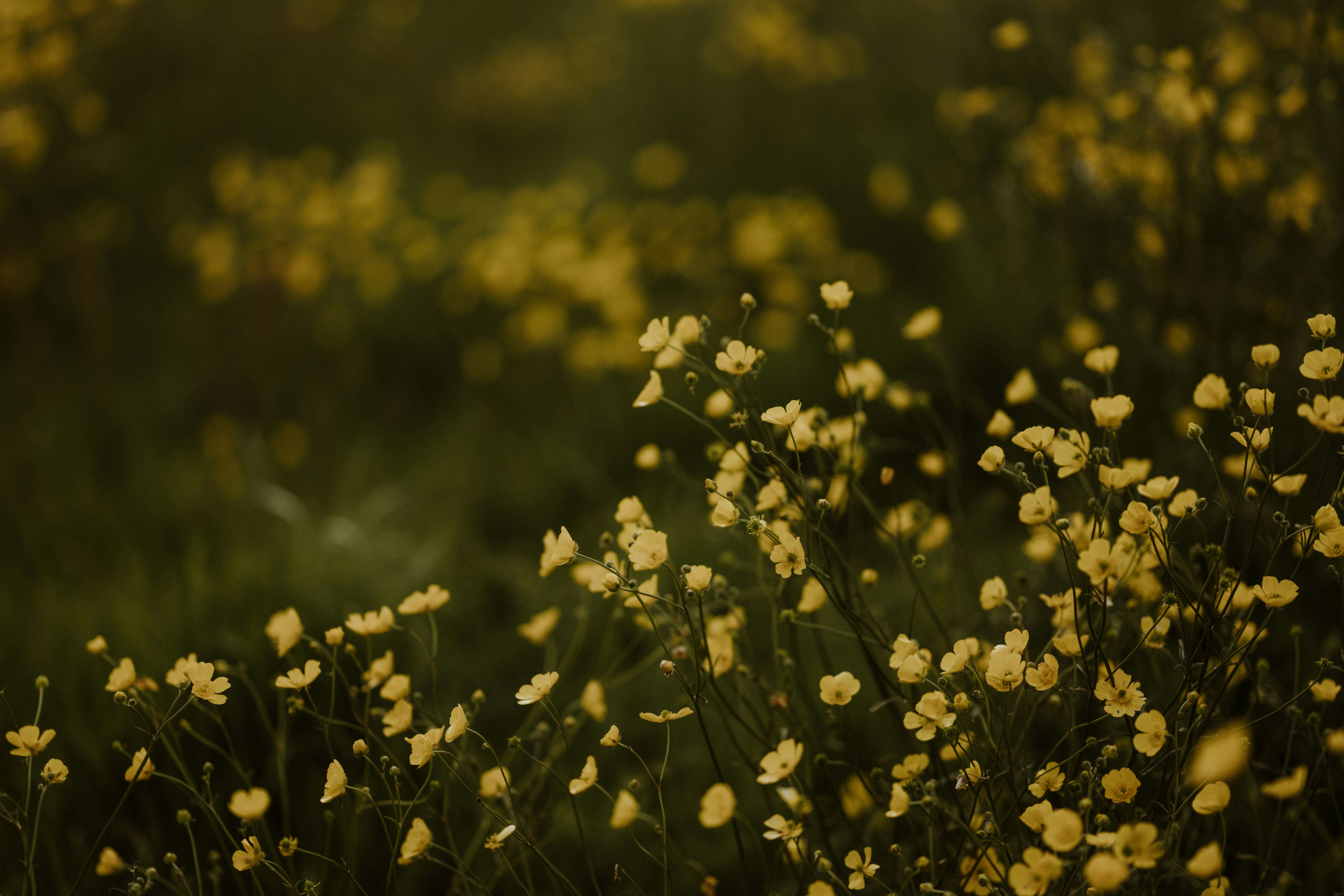 Photo by anniespratt