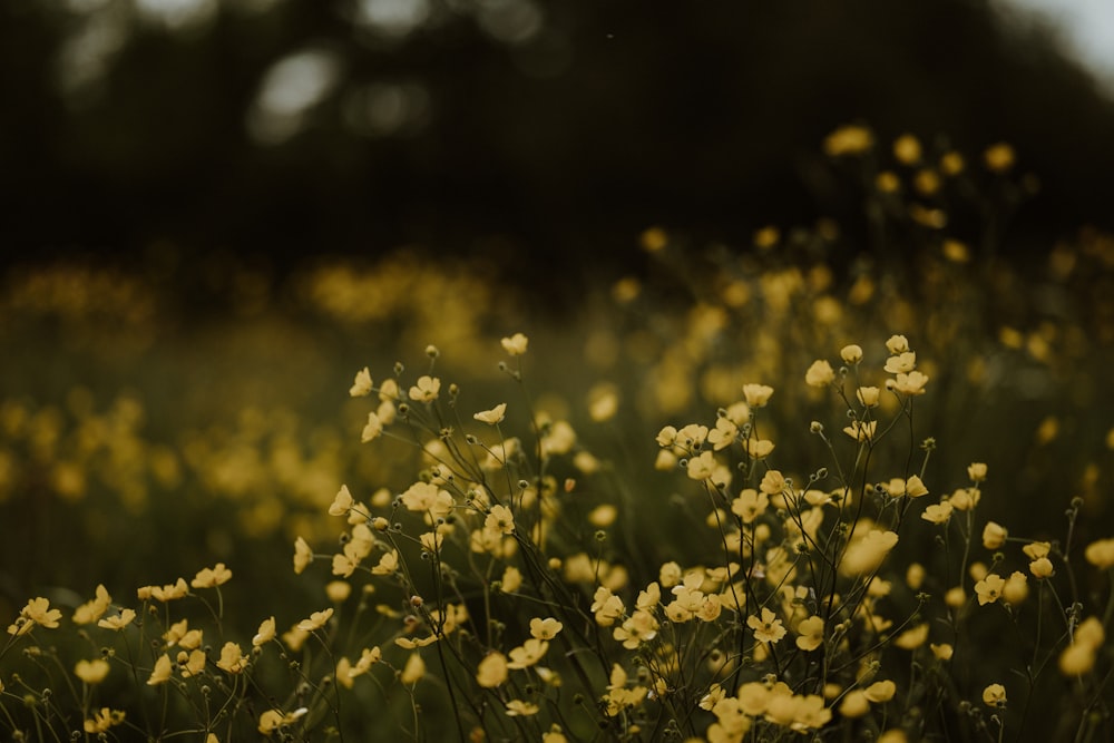 a field full of yellow flowers with trees in the background