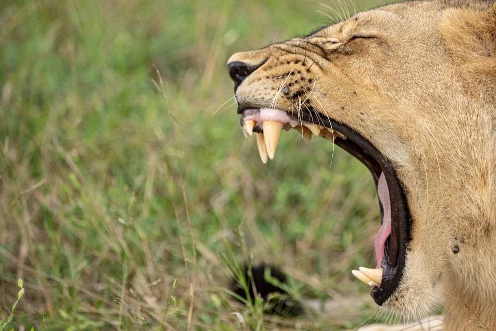 a close up of a lion with its mouth open