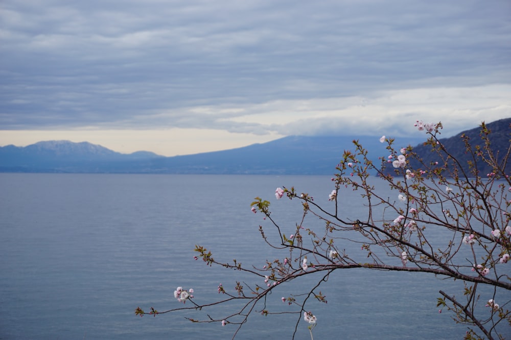 a tree with white flowers in front of a body of water