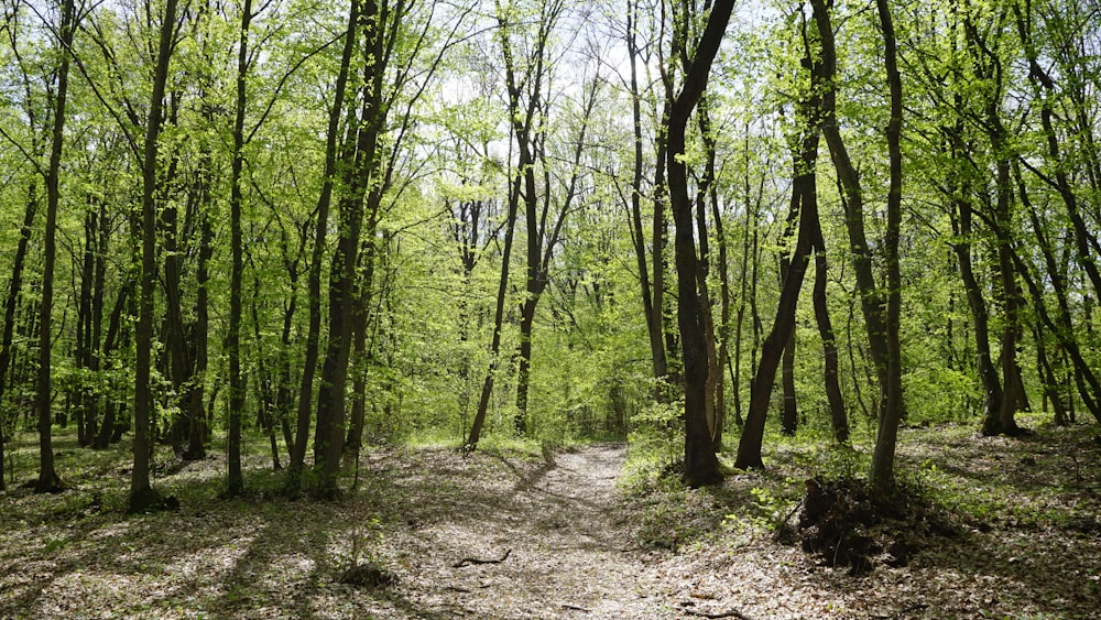 a dirt road in the middle of a forest