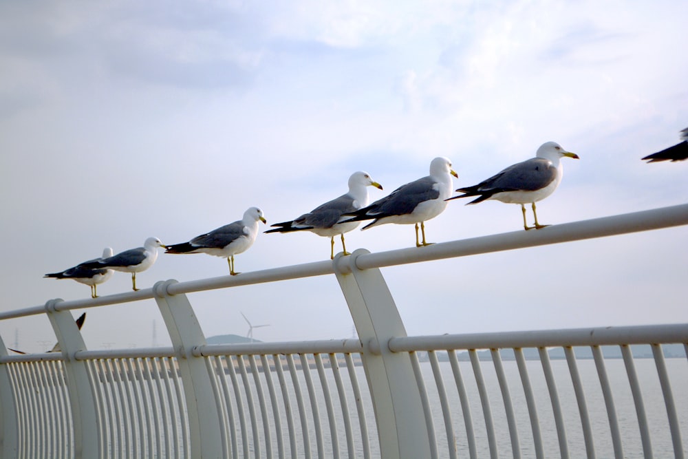 a group of seagulls sitting on a white fence