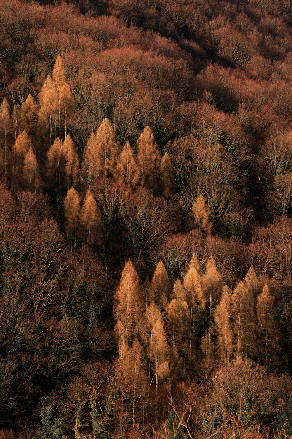 a group of trees that are in the woods