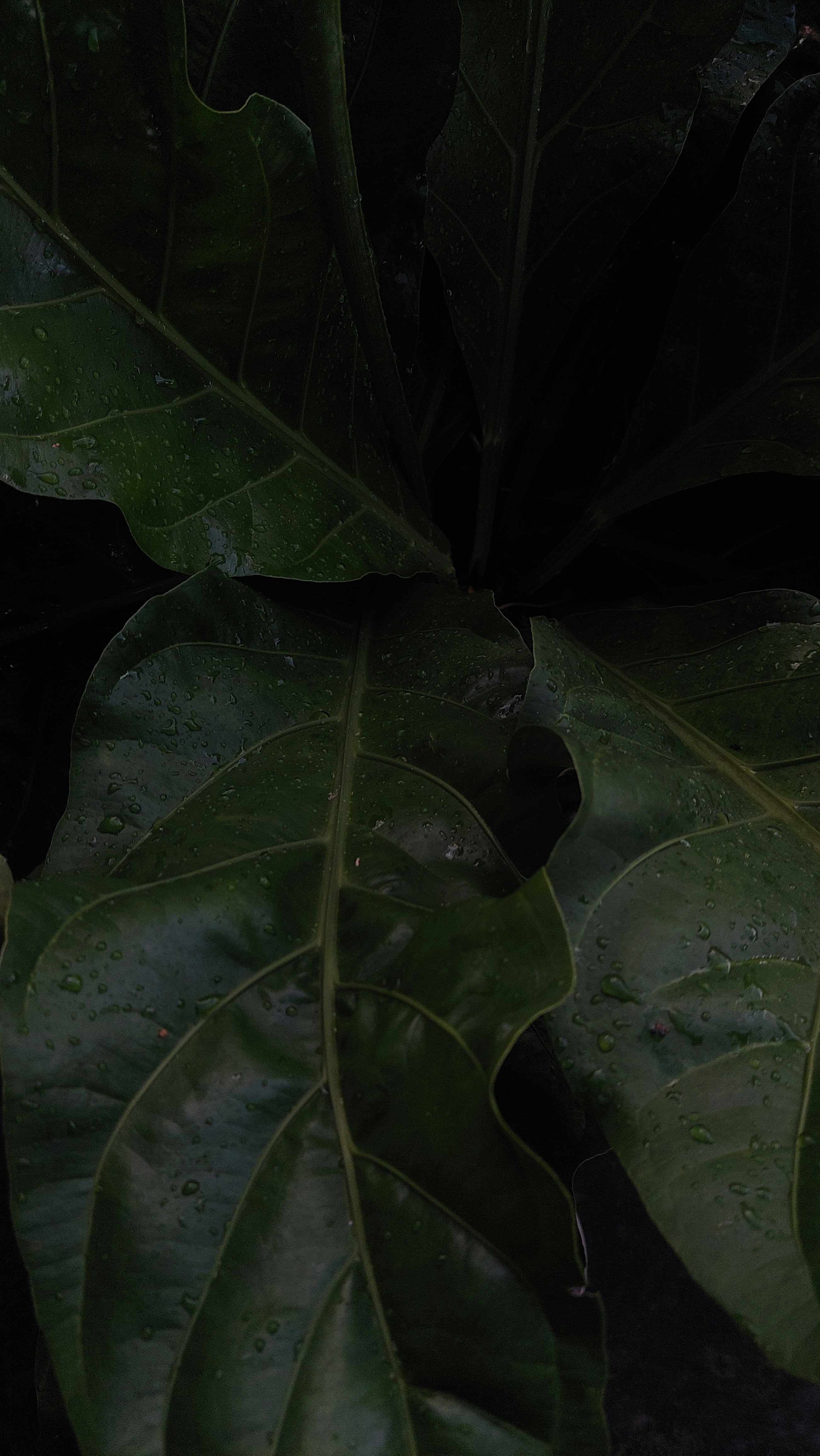 Daun Kering Photos | Télécharger des images gratuites sur Unsplash