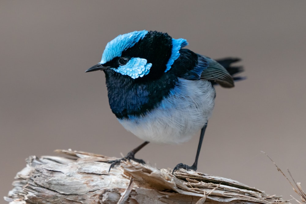 a blue and black bird sitting on a piece of wood